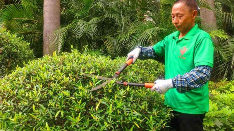 小区绿化树苗，春季种植最佳时机**