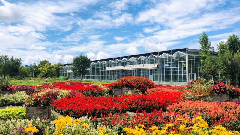 市政绿化养护施肥技术：科学管理，助力城市绿意盎然