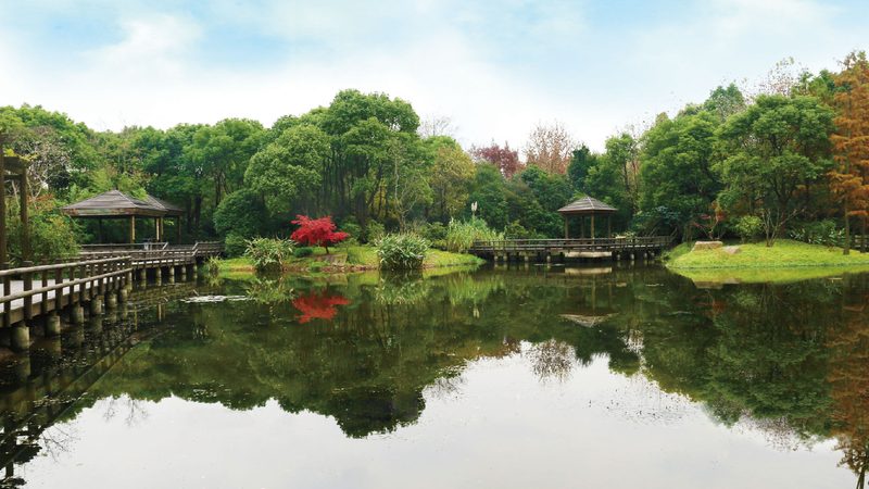 办公室绿植租摆，如何选择性价比高的方案？**