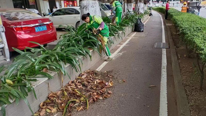 广州草坪养护与修剪：看似相近实则不同的两件事