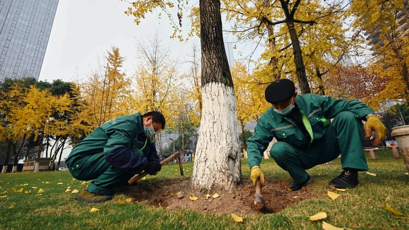 山地苗木种植成本核算：关键因素与优化策略**
